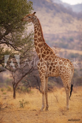Picture of A giraffe eating leaves from a tree